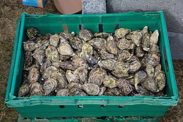 CityofWilm's tweet photo. #DYK it’s against #statelegislation to throw #oystershells in the #landfill? Good news, though; #oyster #shells are actually #recyclable! It's a #BLUE week. https://t.co/IVJnVkhz0x  #NoPlanetB #ReduceReuseRecycle #DontBeShellfish https://t.co/el0AMe3yLv