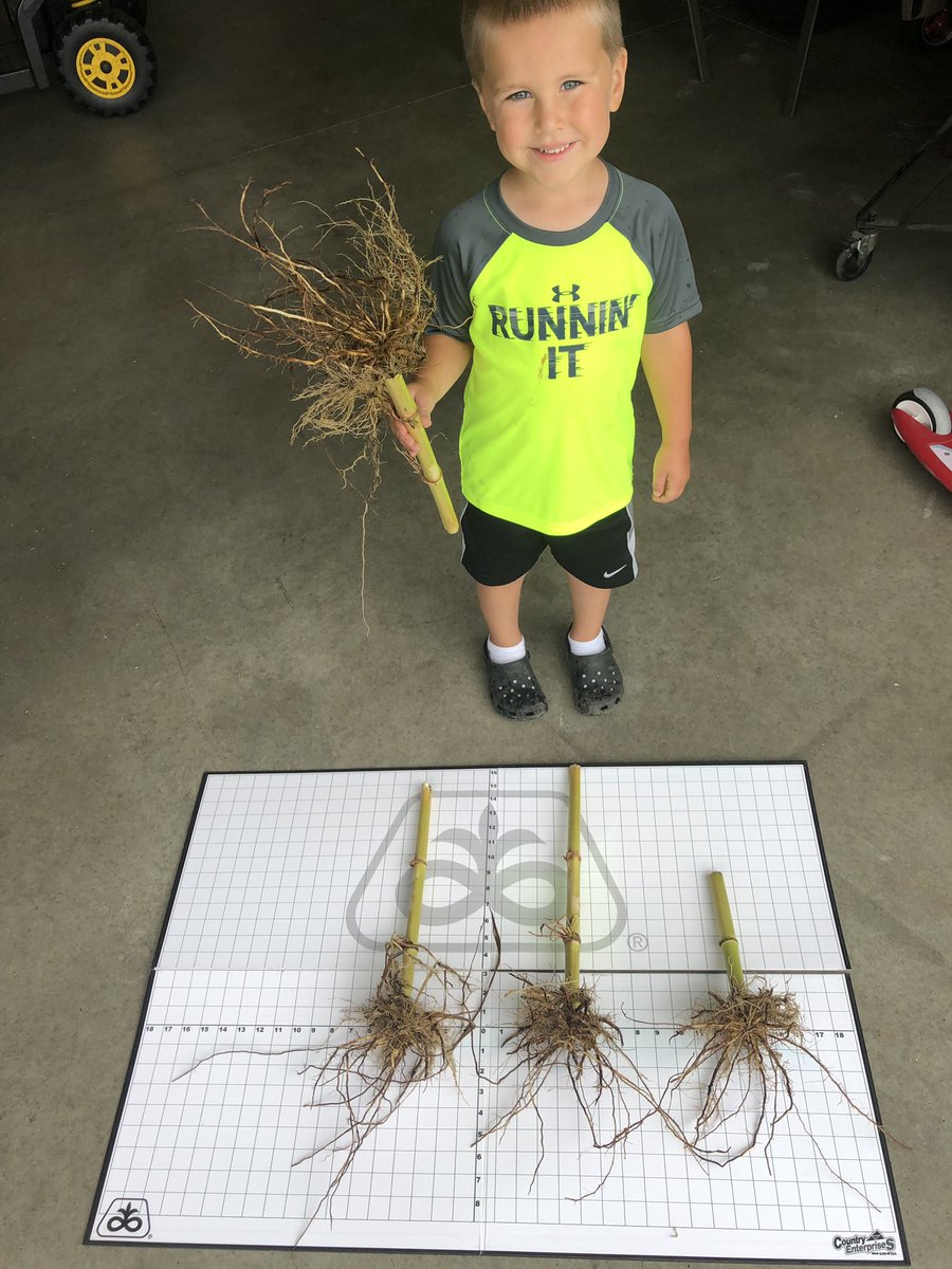 ReidJOlson's tweet photo. Long term Corn/Soybean rotated field in Martin Co. No insecticide or Traits used for a long time. Extended Diapause Northern CRW feeding. My Jr. Agronomist is thinking #Qrome in the future! @PioneerSeeds https://t.co/9buglM89NL