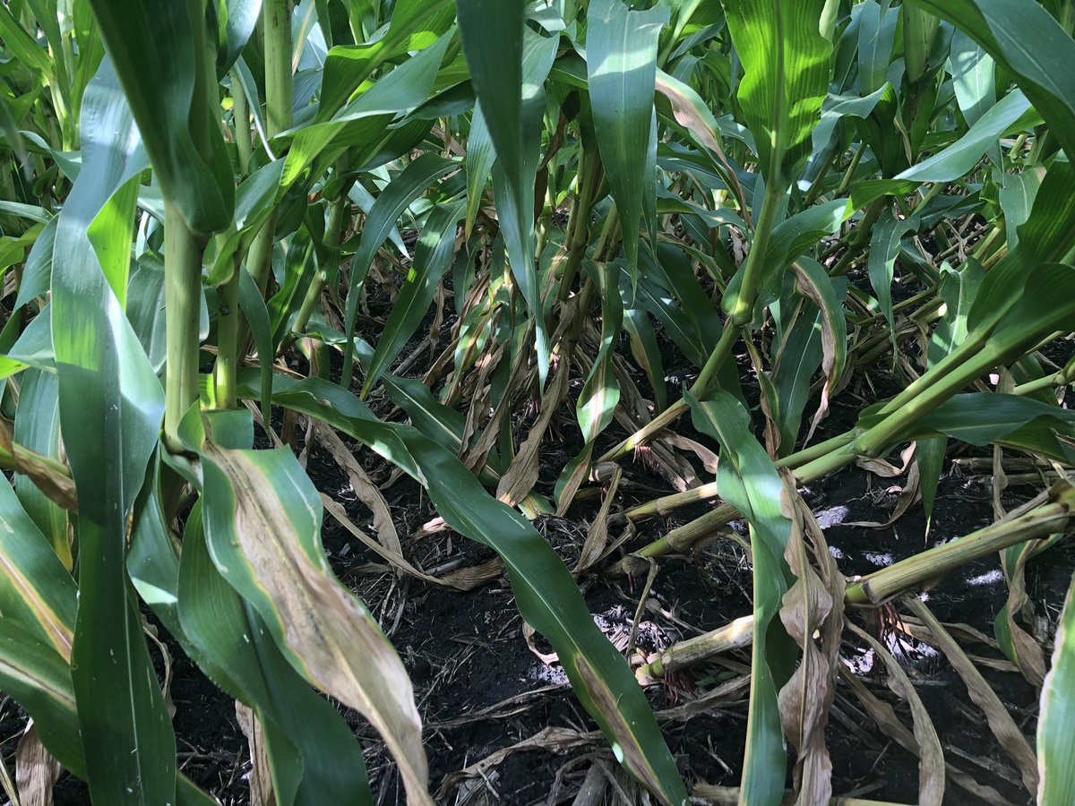 ReidJOlson's tweet photo. Long term Corn/Soybean rotated field in Martin Co. No insecticide or Traits used for a long time. Extended Diapause Northern CRW feeding. My Jr. Agronomist is thinking #Qrome in the future! @PioneerSeeds https://t.co/9buglM89NL