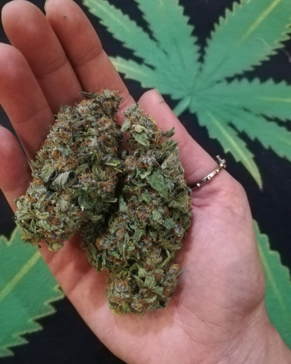 MJBlogCanada's tweet image. Happy Sunday Funday 😉

#stonerfam #MJBlog #puffpuffpass #SundayFunday #highsociety #stayhigh #IamCannabis #cannabissociety #cannabis #cannabiscommunity #weed #marijuana #weedporn #weedsociety #cannabisculture
#hightimes #smokeweedeveryday #cannabiscanada #SundayThoughts