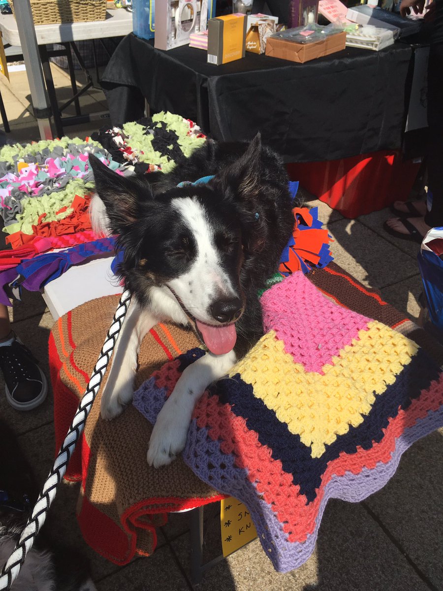 @DT_WestCalder @DogsTrust @BarkingCatPhoto @BCTGB @NationsBCollies Dogs Trust Fun Day @WestLoCollege Gorgeous Weather, Fun was had......Meadow trying out the knitted blankets @saveastaffie Stall 🐾😄🐾
#DogsTrustFunDay #DogsTrust #WestLothianCollege #BorderCollies