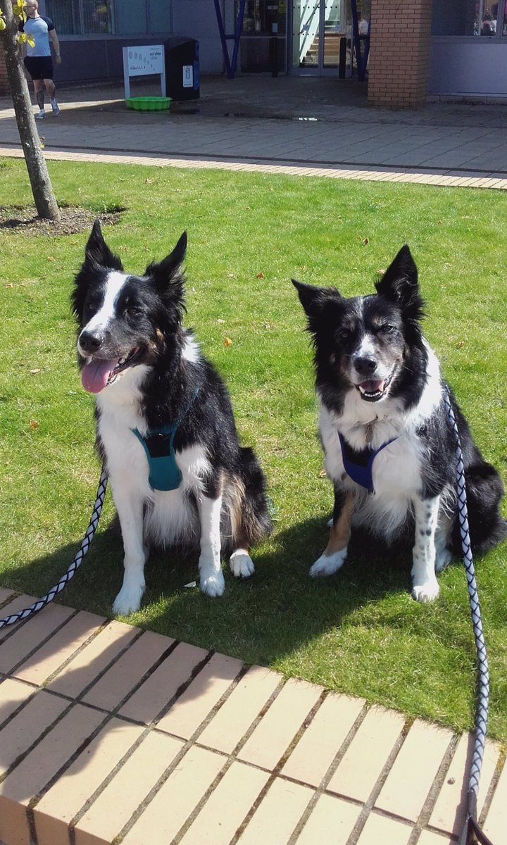 MarishkaMistry's tweet photo. @DT_WestCalder @DogsTrust @BarkingCatPhoto @BCTGB @NationsBCollies Dogs Trust Fun Day @WestLoCollege Gorgeous Weather, Fun was had......Meadow trying out the knitted blankets @saveastaffie Stall πΎππΎ
#DogsTrustFunDay #DogsTrust #WestLothianCollege #BorderCollies https://t.co/3FRaZfVb53