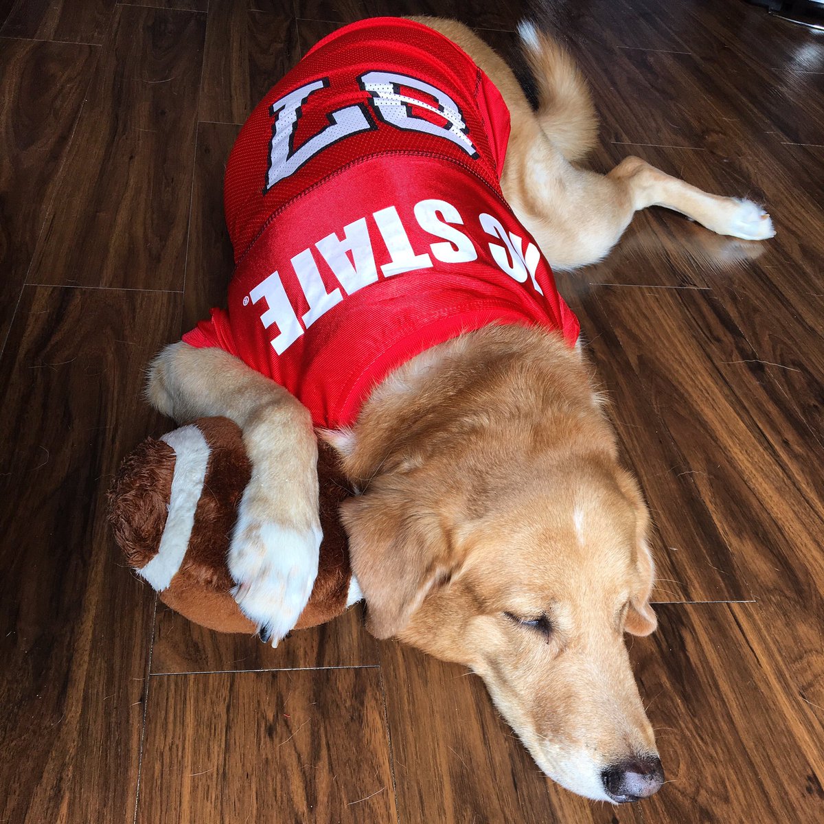 SamPartidaRD's tweet photo. This #WideRetriever knows how important sleep is for athletes!
#SleepPerformance #MostValuablePuppy
@1packnutrition https://t.co/2B3bQq9WTC