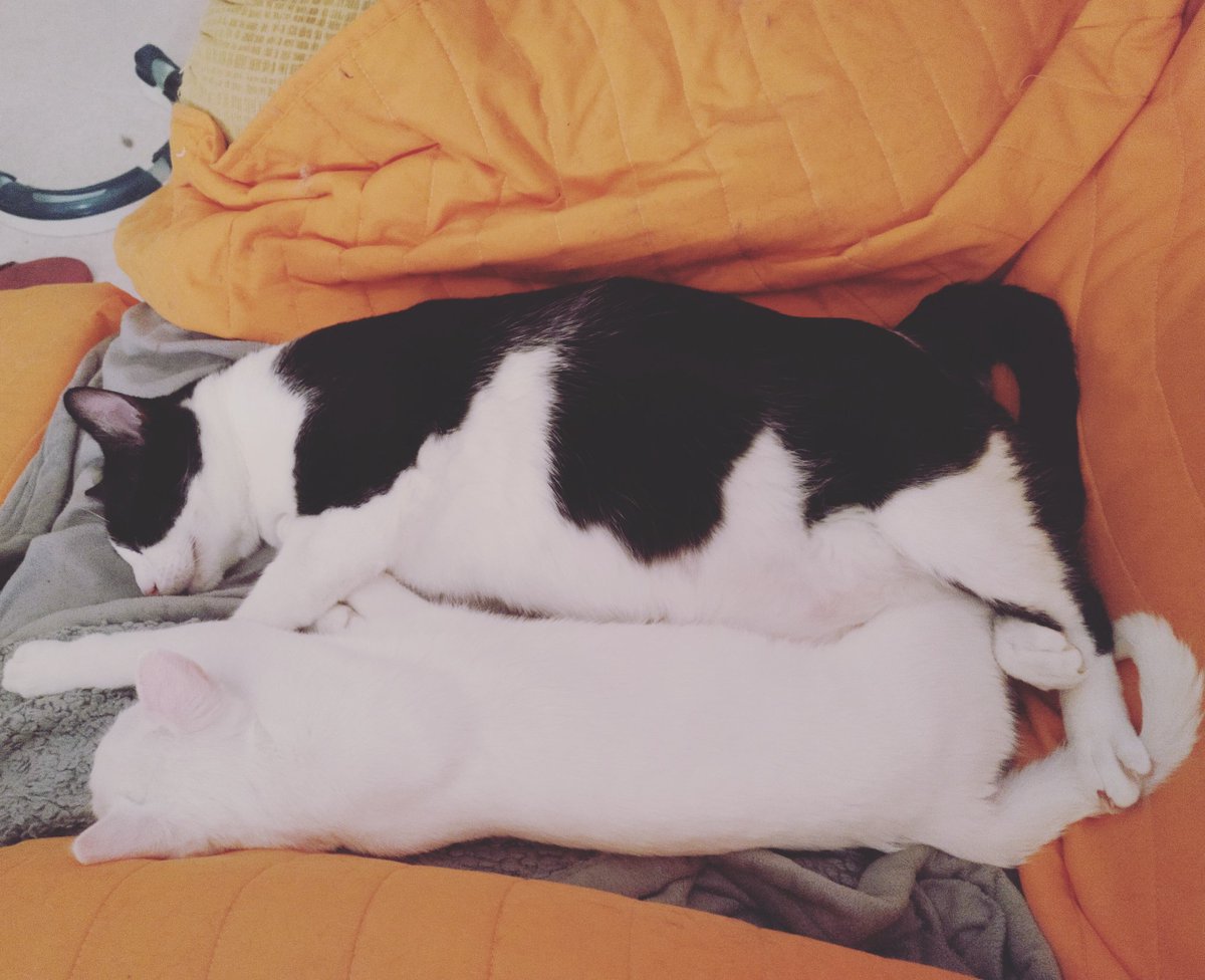 SantitheCat1's tweet photo. There's no I in teamwork! Practicing our Sunday snoozing...

#whytey #falcatus #sundaysnoozing #teamwork #catlife #catlover #catphoto #CatsOfTwitter #catsofportugal #AdoptDontShop #trabalhodeequipa #domingosdorminhocos #vidadegato #fotosdegatos #gatosdotwitter #gatosdeportugal https://t.co/1DyHPMzKfF