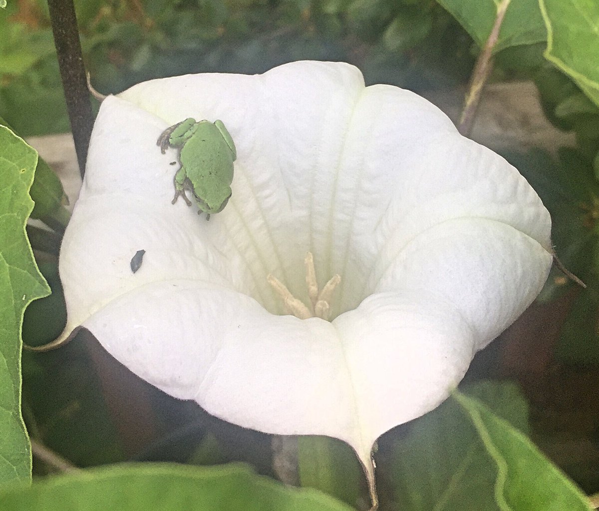 witchravenwood's tweet photo. Once again, my little toad familiar sitting upon the devils trumpet. He even matches the leaves, like he is a part of them. In a way he is, as he and this magickal plant have quite the history with witches, and the devil...ππ
#toadfamiliar #devilstrumpet #woodwitch https://t.co/ma8daHBaJx