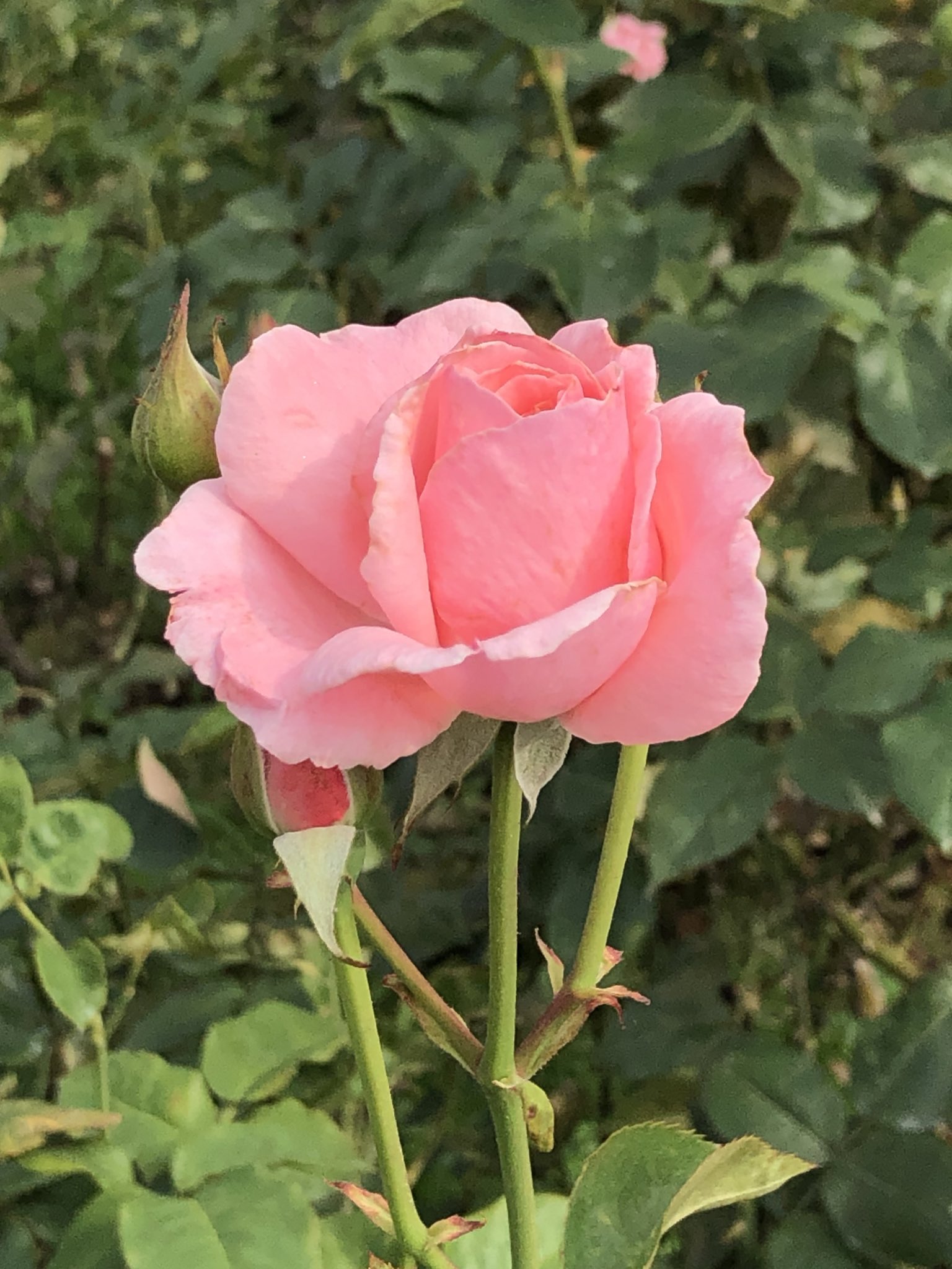 ট ইট র 植木久夫 19 06 08の神代植物公園の薔薇の続き クイーン エリザベス Rosa Queen Elizabeth 1954年アメリカ産 軽井沢のバラ園に行きたいけど また浅間山が噴火とか言ってるし どうしよう 神代植物公園 薔薇 バラ 花 Parksjindai Rose