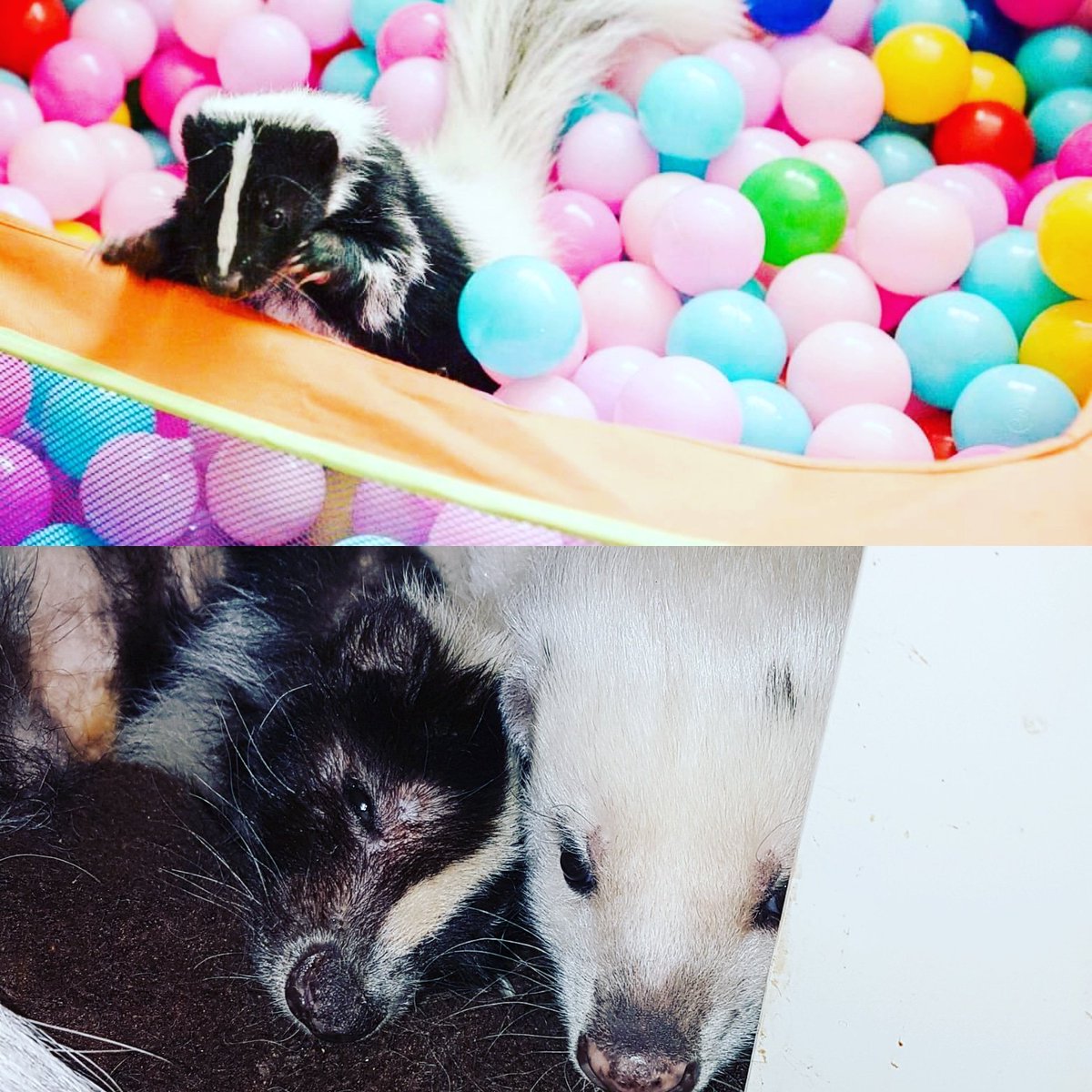 therapyskunks's tweet photo. Stoosh of Critterkru, your fight is over 💔😭 May we meet again 💖 love you baby xx She passed away with me holding her hand as we drove to the vets 😭 Please feel free to share your "Me &amp; Stoosh" photos if you ever met her 💖 https://t.co/gPgUQk4TU4