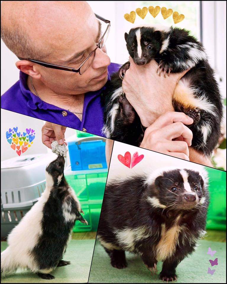 therapyskunks's tweet photo. Stoosh of Critterkru, your fight is over 💔😭 May we meet again 💖 love you baby xx She passed away with me holding her hand as we drove to the vets 😭 Please feel free to share your "Me &amp; Stoosh" photos if you ever met her 💖 https://t.co/gPgUQk4TU4