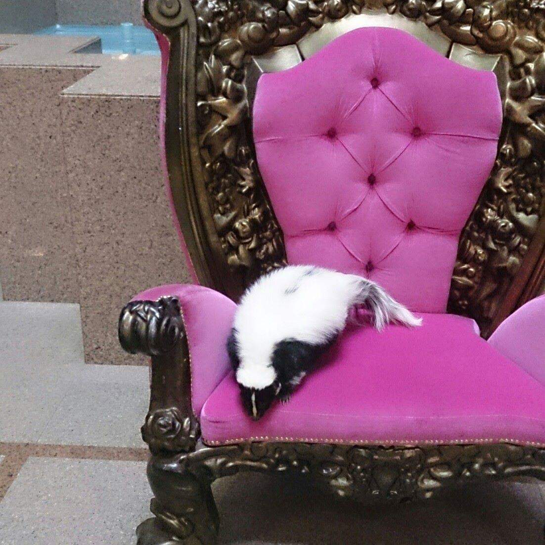 therapyskunks's tweet photo. Stoosh of Critterkru, your fight is over 💔😭 May we meet again 💖 love you baby xx She passed away with me holding her hand as we drove to the vets 😭 Please feel free to share your "Me &amp; Stoosh" photos if you ever met her 💖 https://t.co/gPgUQk4TU4