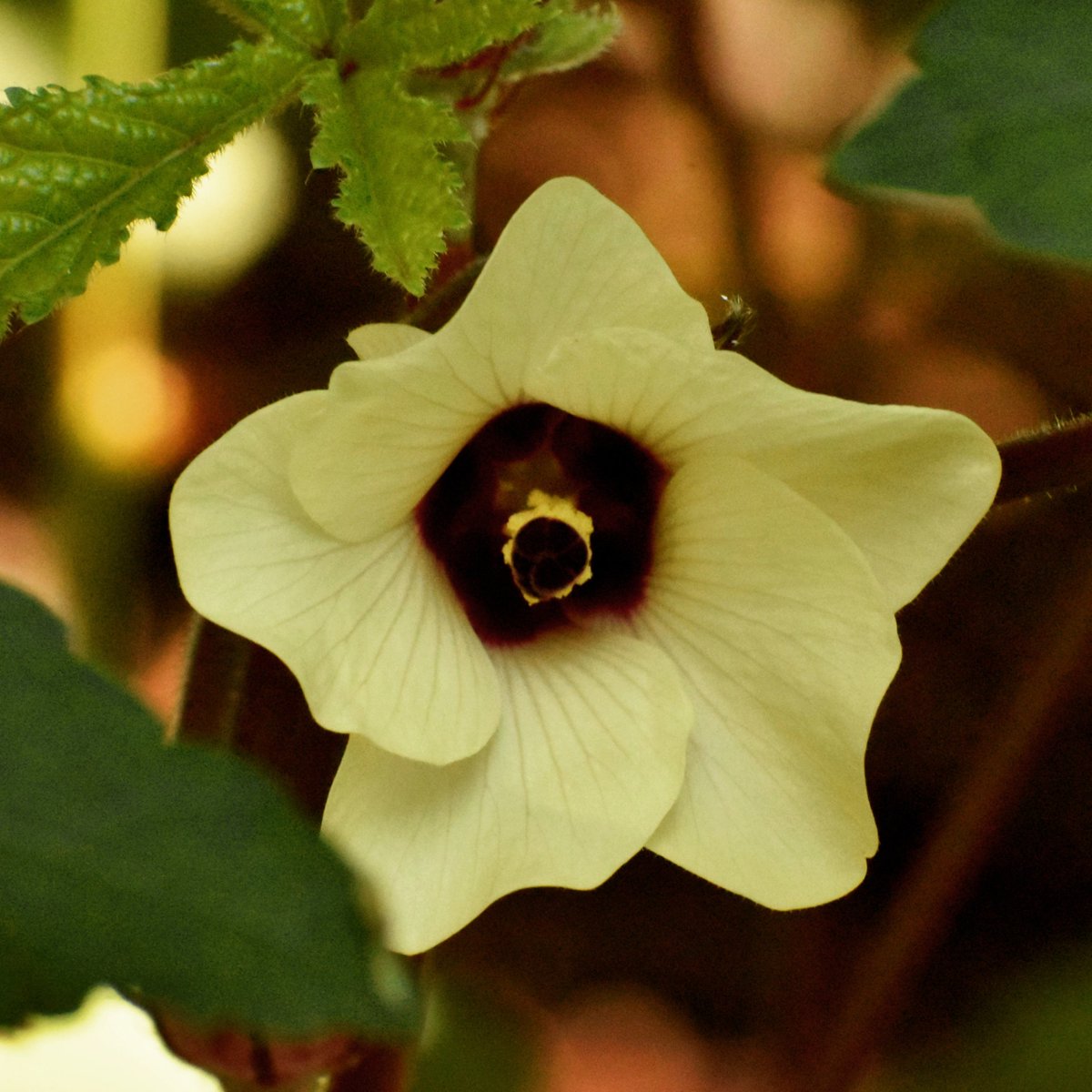 GardenMuslimah's tweet photo. I love to eat okra, but even if I didn't, I think I'd still grow it for the blooms. #georgiagardening #zone8a https://t.co/t7FiaIXyFT