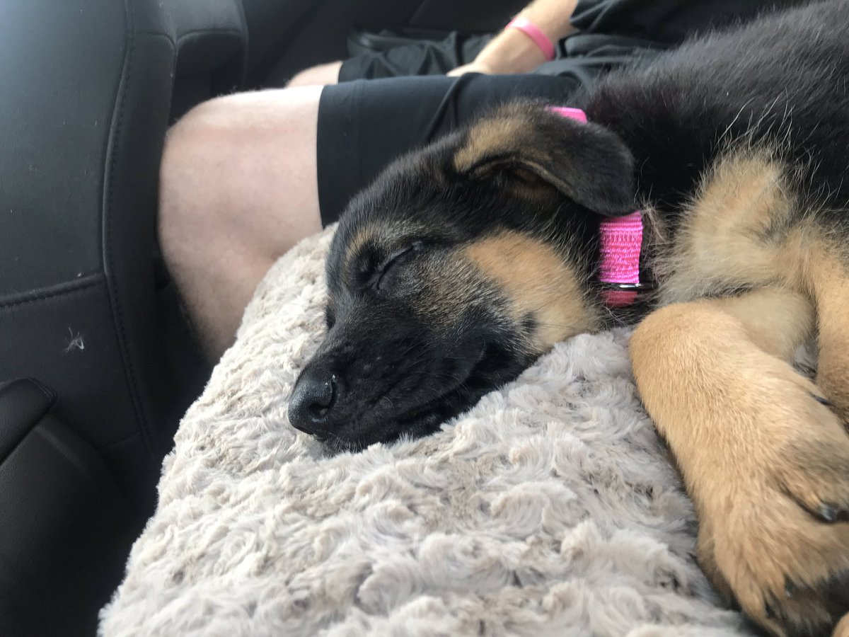 daddyroeper97's tweet photo. My baby is taking a snooze 😍#myfirstpup https://t.co/elXcfACWDU