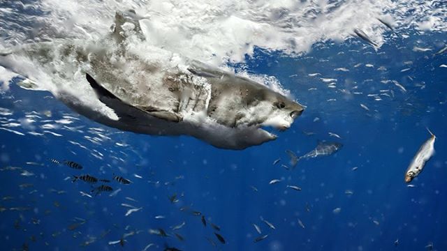 benlowy's tweet photo. Persephone coming in for a bite!
One of the largest Great Whites I’ve ever been in the water with. 
#greatwhiteshark #shark #sharkconservation #conservation #climatechange #wildlife #bealpha #sonyalpha #family #dinnertableconversations @sonyalpha https://t.co/eDsrpRzBIY https://t.co/u62Va4BMIw