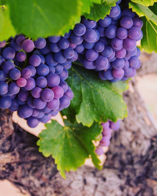 Le raisin est presque à maturité, les vendanges 2019 sont proches.
The grapes are almost mature, the 2019 harvest is close.
•
#ChateauDeBerne #RelaisChateaux #Vineyard #Hotel #Hospitality #Lorgues #Flayosc #Provence #ArtDeVivre #WineLover #Provence #… ift.tt/327LESN