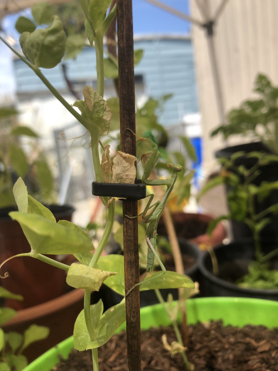 Mikjelly's tweet photo. HEYY PEEEPPPSSS!!! With the fires in the Amazon I think everyone knows this is the TIME to help Mother Earth fight back!! I’m hoping I can help you start your garden and get you ur first plants!!💓💓🌱it’s a beautiful process as well🥺 pls dm me https://t.co/xQ9g83SslX