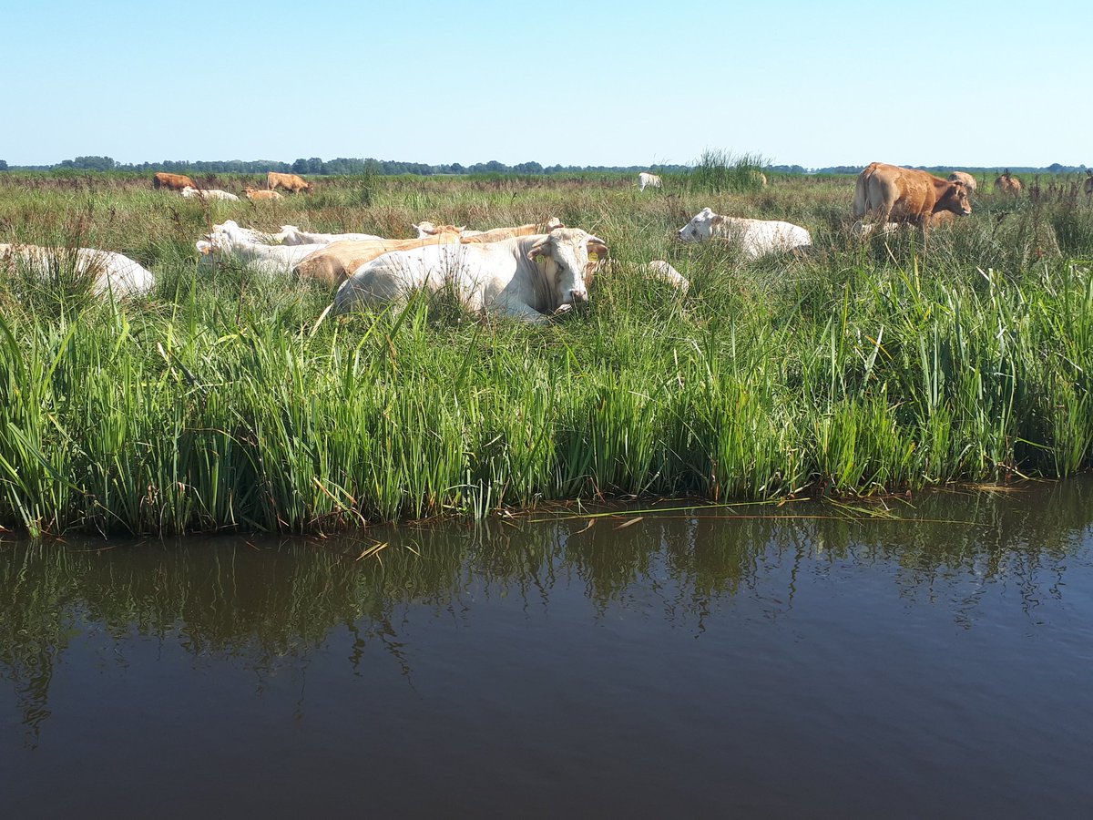 Margarithe Veen tweet media