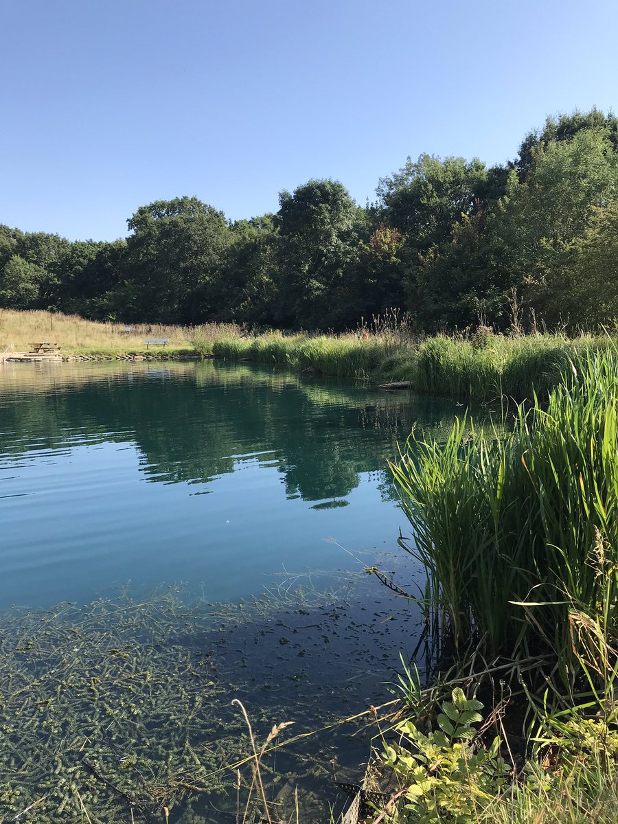 JasonSteel69's tweet image. Inspired by, and a little jealous of @revkatebottley I went ‘wild’ swimming today at Andarc Lake nr Southampton. Made a fool of myself falling off the end of the beach entrance but the fresh joy of a new experience more than made up for it! #hurtyarms #wildlife #bruisedego 🤣