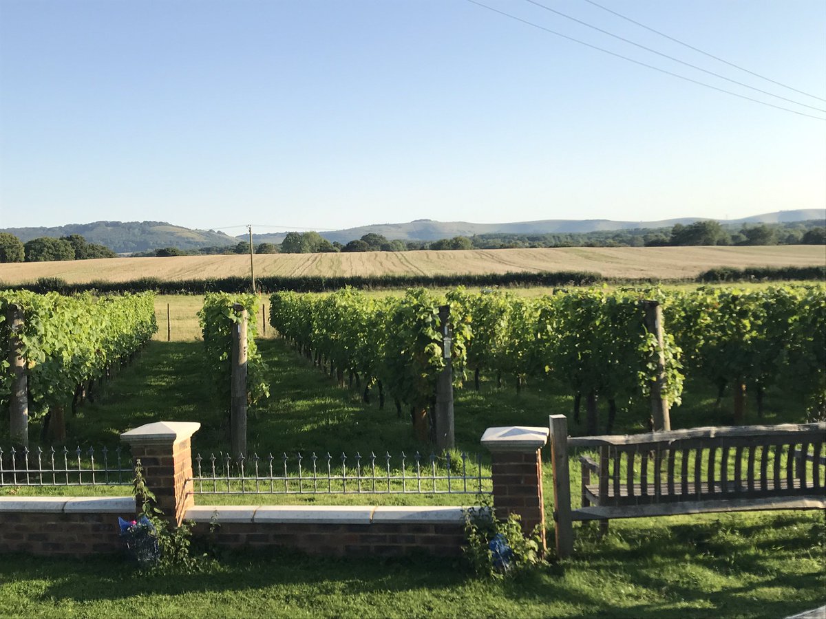 Vines enjoying 30+ degrees in Albourne today. Veraison for Pinot imminent.
