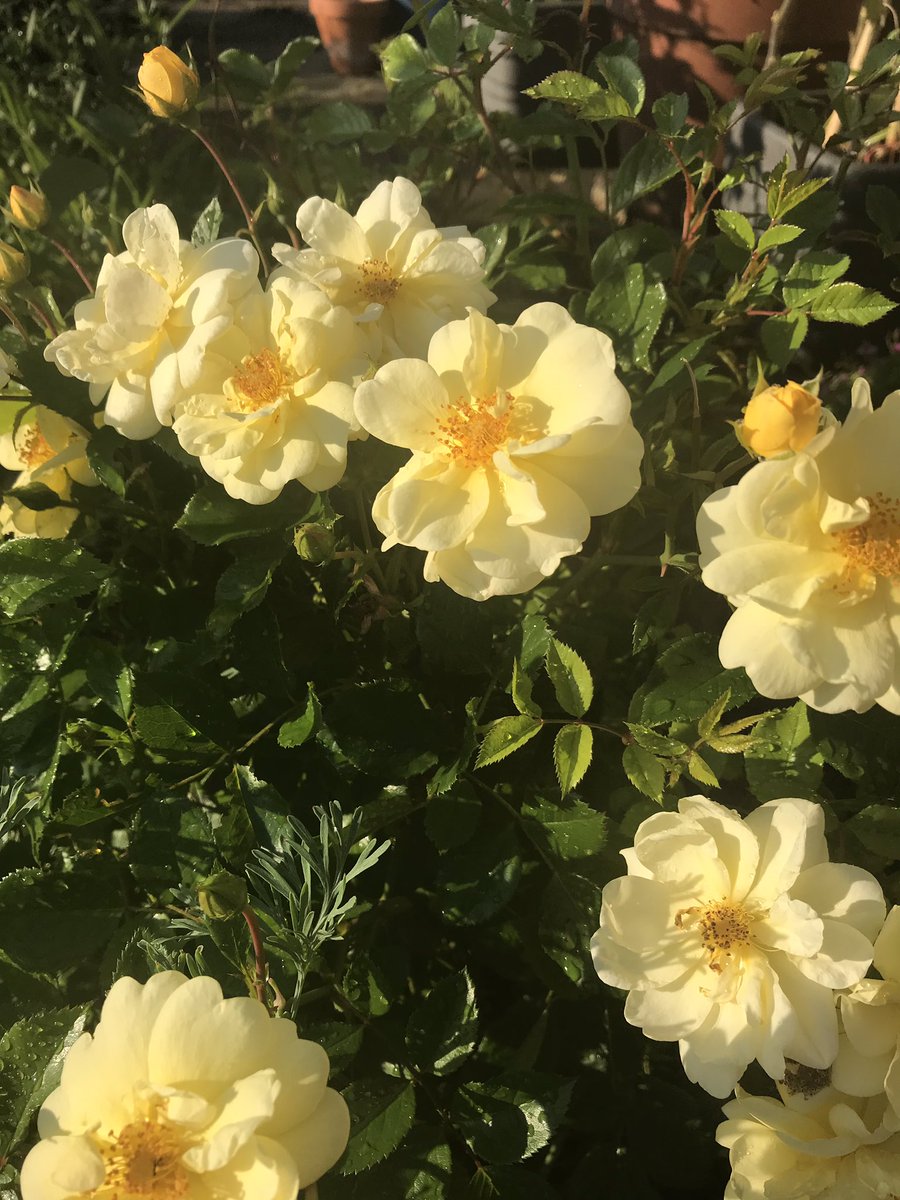 greta_krendel's tweet photo. Second flowering for this lovely #patiorose I had to move it last year &amp; I thought I’d lost it but this year it seems much happier in its #newhome #Roses are such #FABULOUS plants. I’ve forgotten it’s name but I bought it about 8 yrs ago. I really should #keepthelabels duh! https://t.co/gF0bWQ9OU8