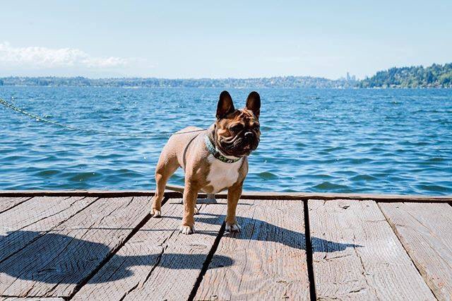 southport_life's tweet image. Winston spies with his little frenchie eyes...YAPPY HOUR! Join us at the Dock + Anchor Beer Garden at #Hyatt Regency Lake Washington @southport_life with your canine companion today at 1pm - pups are welcome all day long.
#DogsOfSeattle 

PC: spr.ly/6180E2Bs8