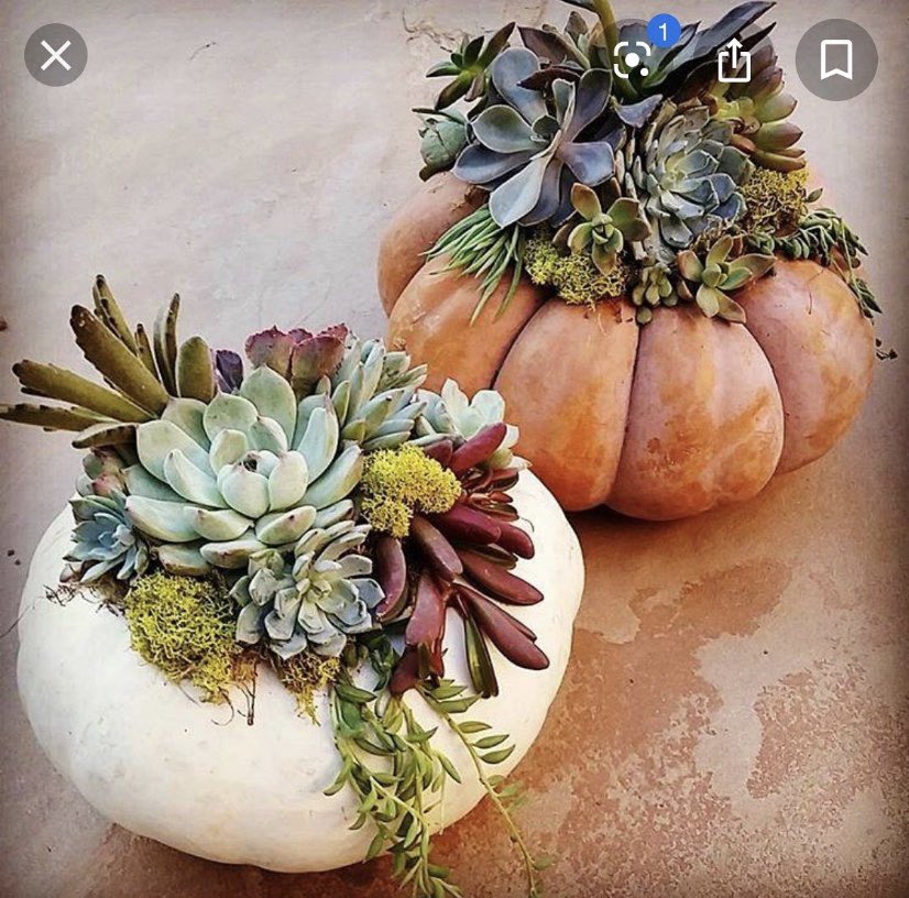 Mark your calendar!  Country Flowers is coming to Southwind on October 17th for a class on designing pumpkin succulents centerpieces for Fall!
