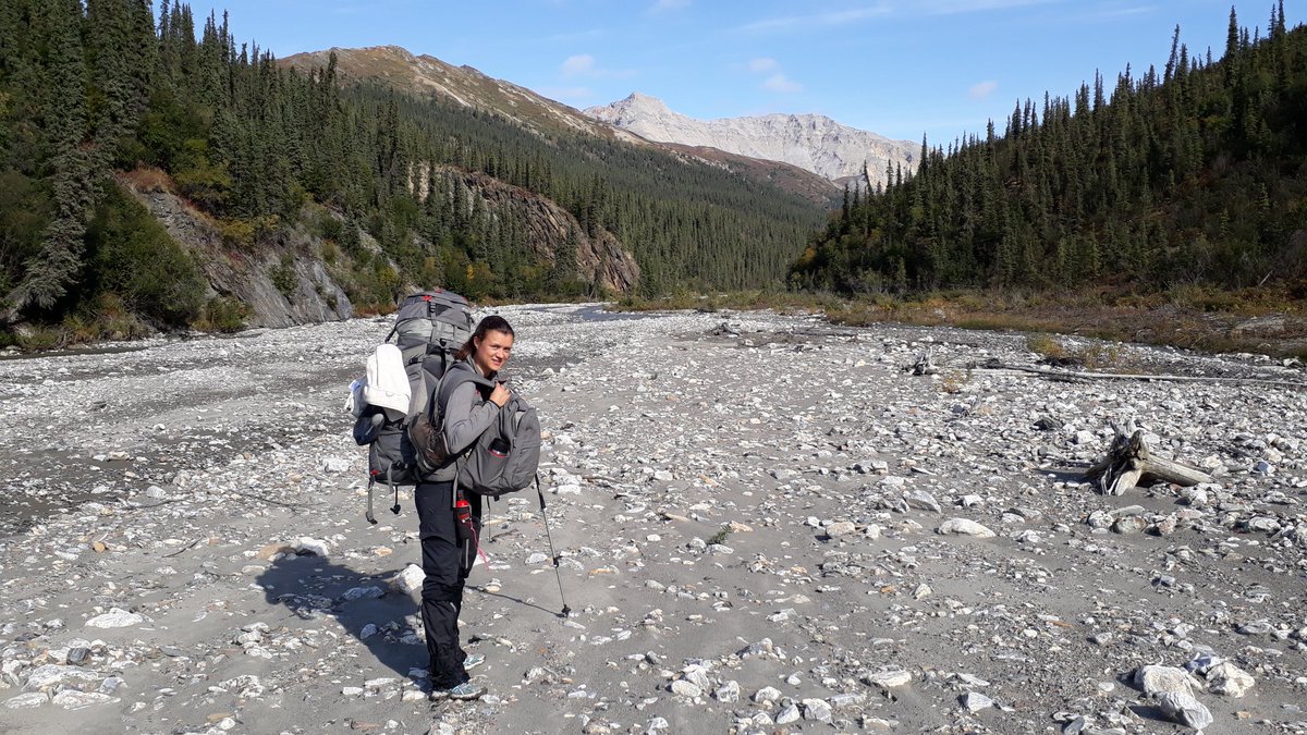 Mel_Zacharias's tweet image. Field work in Alaska to investigate genetic adaptation and tree-line shift in white spruce stands #climatechange #futureforests #Alaska #forestgenetics #geneticadaptation #Picea