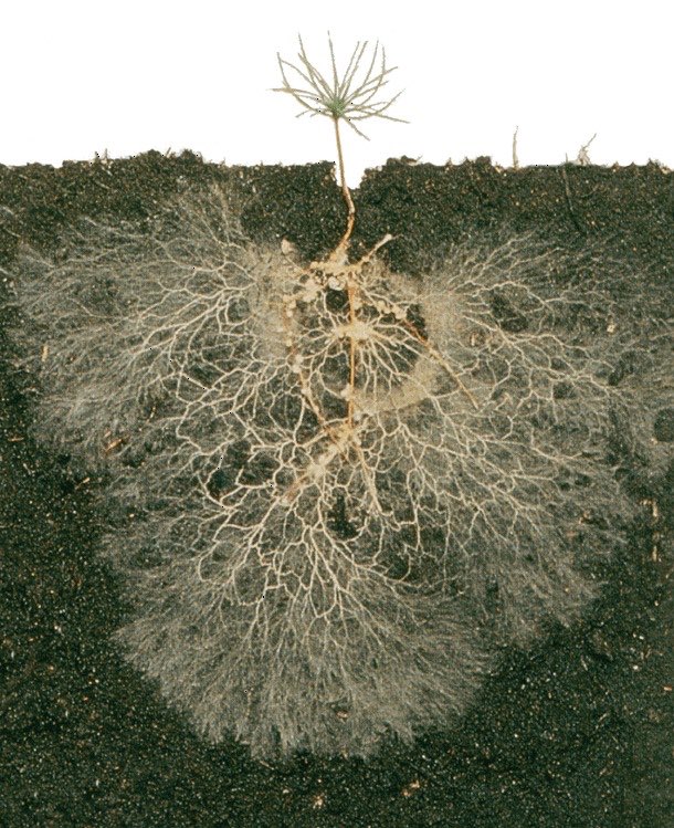 FundAgroecology's tweet image. Very cool! An image of the wide reach of mycorrhizal fungi (white threads) which extend far beyond the root system (brown). Mycorrhizal fungi help plants deal with the stress of climate change. #agroecology