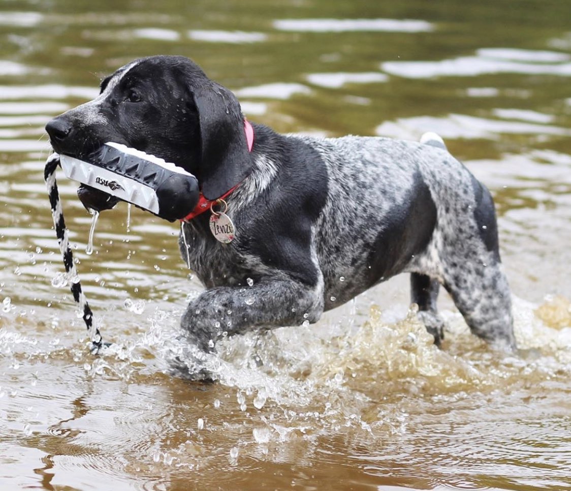 OrangeDogOutfit's tweet photo. Cooler temps are coming. For now, there’s this. 📸 @justabirddog #waterdog #waterretrieve #gsp #germanshorthairedpointer #birddogtraining #gundogtraining #birddog #gundog #orangedogoutfitters #wingshooting #uplandhunting #upland #hunting #shotgun https://t.co/ECJsBEXidI