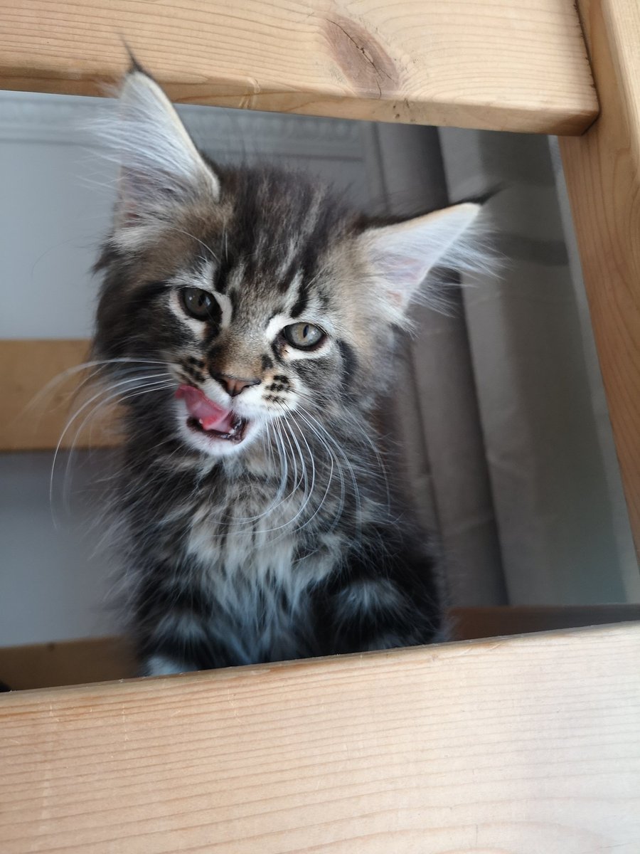 CharysseHarper's tweet photo. After a horrid weekend of computer fails at least I have this little tyrant to come home to. His sister is even tolerating him more. ๐ค๐พ #mainecoon #catmum #pcfail #Sims4 https://t.co/s9RsApRMLE