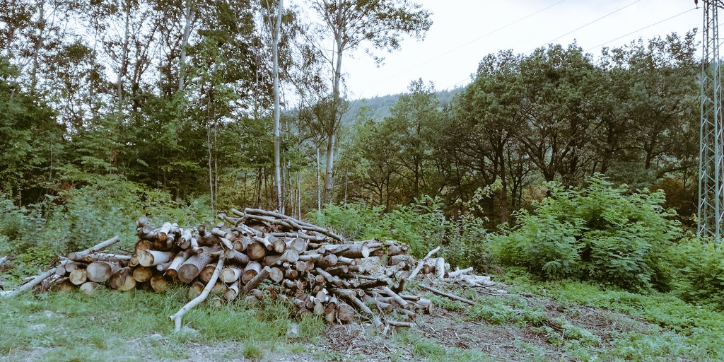 Stazinka1's tweet image. Tak tohle zbylo z lesa kam jsem chodila v rámci terapie. Je mi vážně smutno... Developeři dosáhli svého a budou stavět drahé luxusní vily. #fuckdevelopers