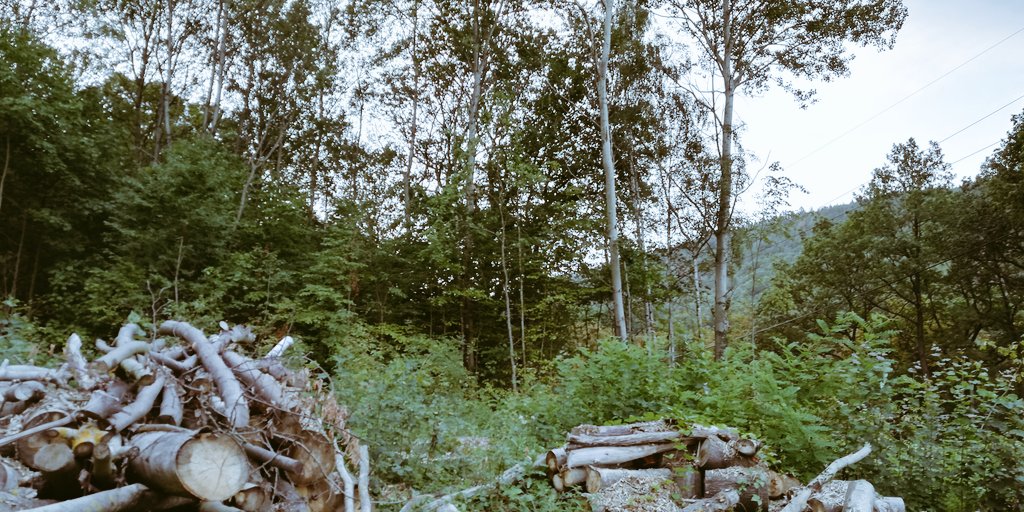 Stazinka1's tweet image. Tak tohle zbylo z lesa kam jsem chodila v rámci terapie. Je mi vážně smutno... Developeři dosáhli svého a budou stavět drahé luxusní vily. #fuckdevelopers