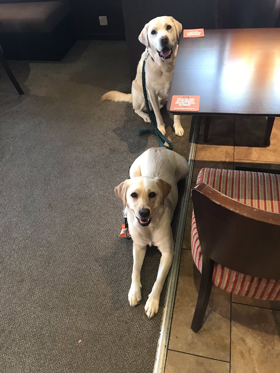 VICTORDOG1's tweet image. Me and Kara took hudad for his tea #thrumshotel #kirriemuir thank you for being #dogfriendly #dogfriendlyangus #guidedogintraining #guidedog 😊