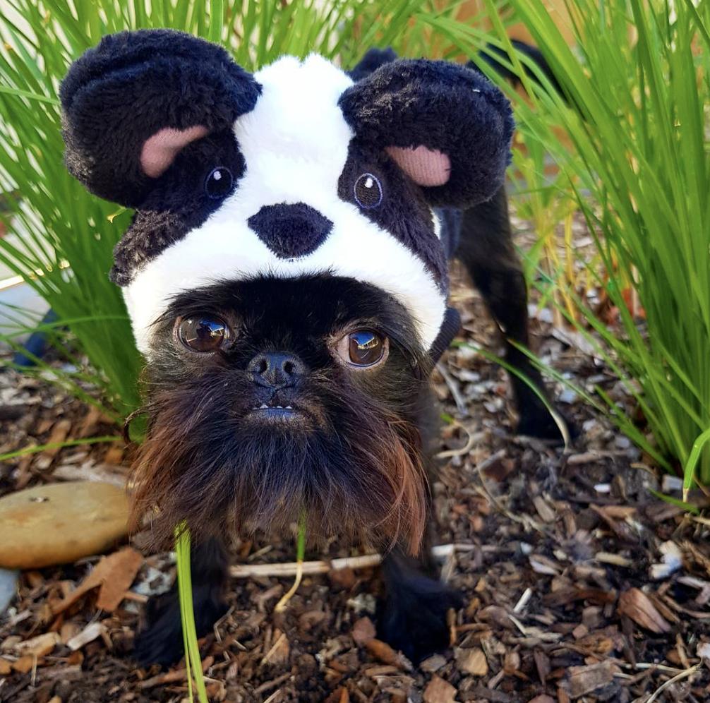 squid brussels griffon