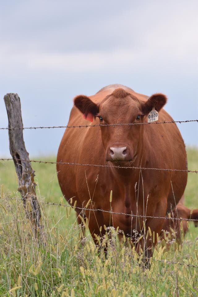 LacysRedAngus's tweet photo. My favorite 3 year old, sired by LACY Gold Bar 400 &amp; out of a LACY Legacy 6097 daughter, bred to LACY 1776 002D. https://t.co/npjsNvhONC