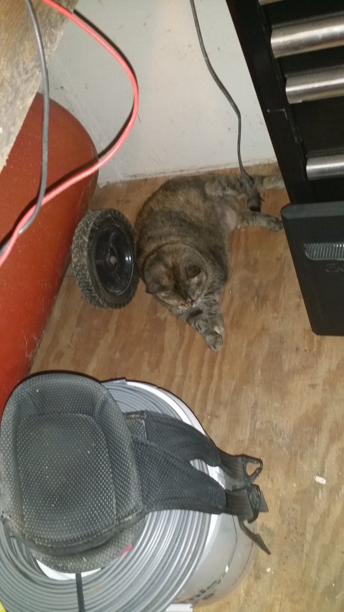 Feline update:Gabby has made herself at homeWanders about like she's been here foreverDecided that under my workbench is a neat place
