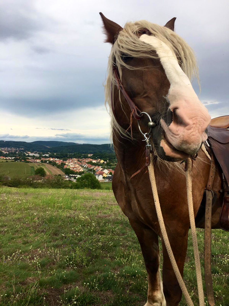 Karolína tweet media