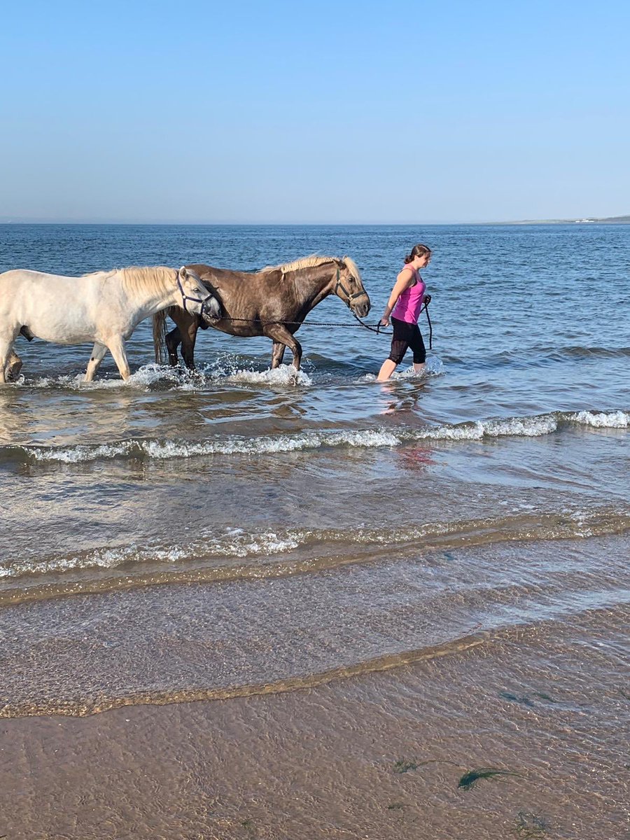 CarolineBaci's tweet photo. Impromptu trip to the beach!! Too many people to ride so we went swimming!! #swimming #horses #SundayThoughts #whataweekend #nosaddle #bareback #ponies #lifeisabeach https://t.co/TnsHv9KMxp