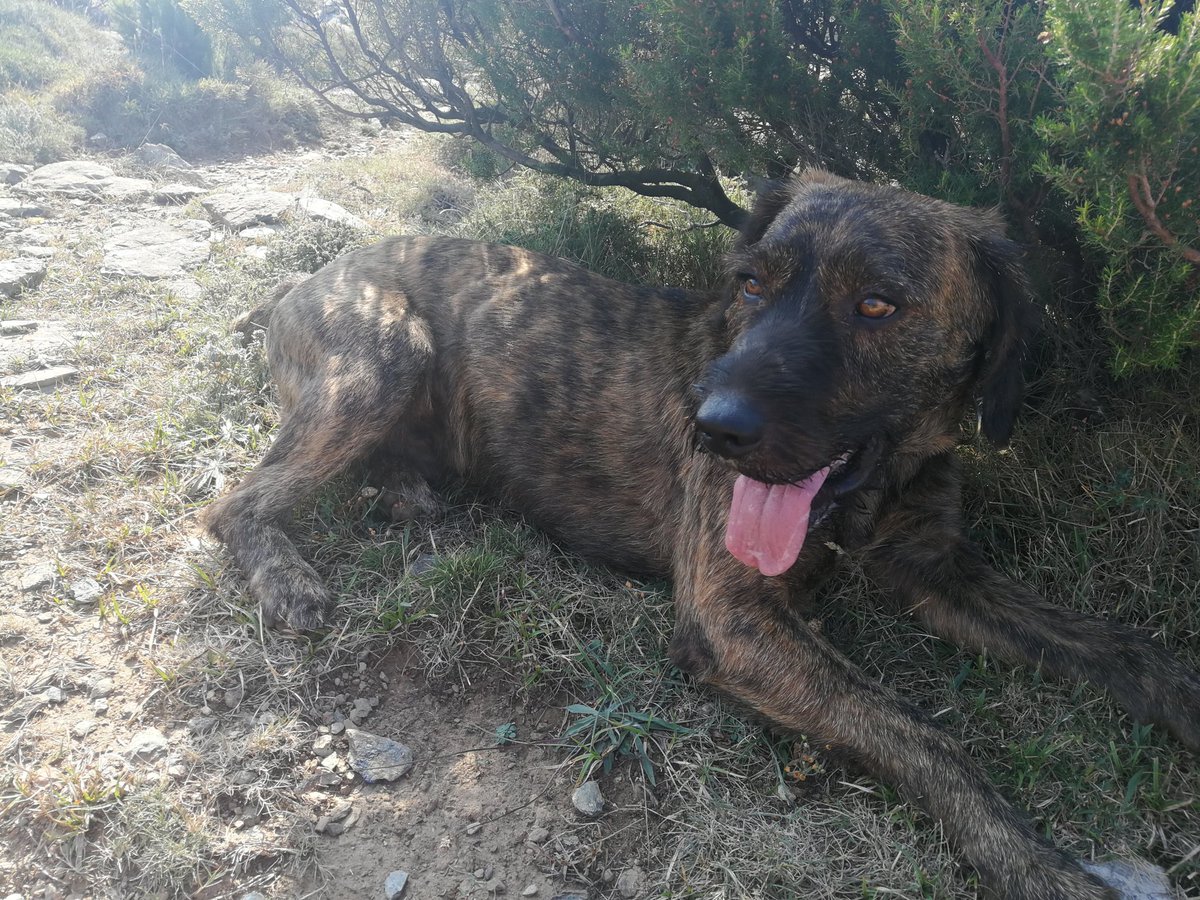 florambrosini's tweet photo. Est-ce que quelqu'un connaît ce chien ? Il a fait un bout de chemin avec moi sur les crêtes de Teghime ce matin, on s'est quittés aux Glacières
Il est super sympa (j'avais bien envie de le dognapper)
Il a un collier beige, pas de gps, pas de médaille, pas de numéro
Merci de RT 🙏 https://t.co/YOQzTNPZBh