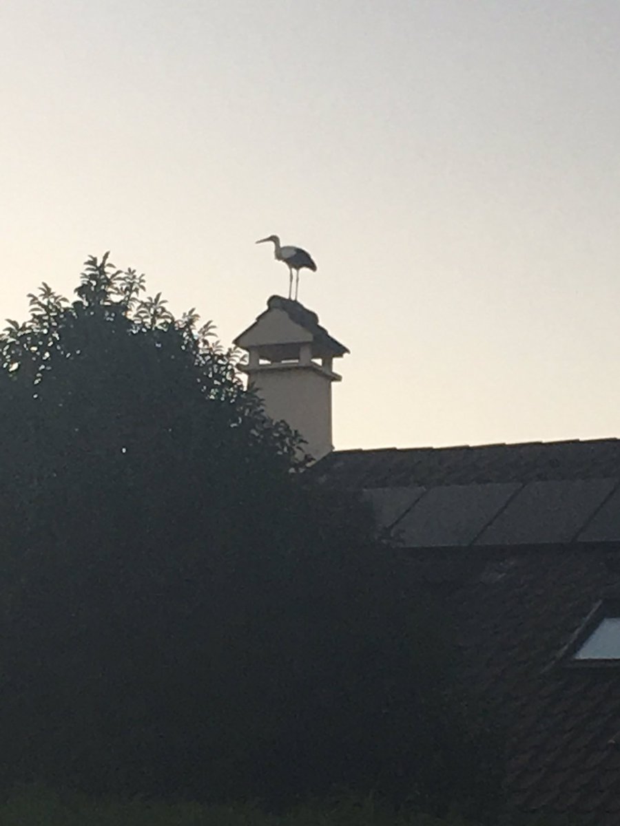 MIRNtje's tweet photo. Je zit rustig in de tuin in Zwitserland en er vliegen 40 (!!) ooievaars over! Mooi!!! #Ooievaars @vogelnieuws https://t.co/I7tKtZBXKv
