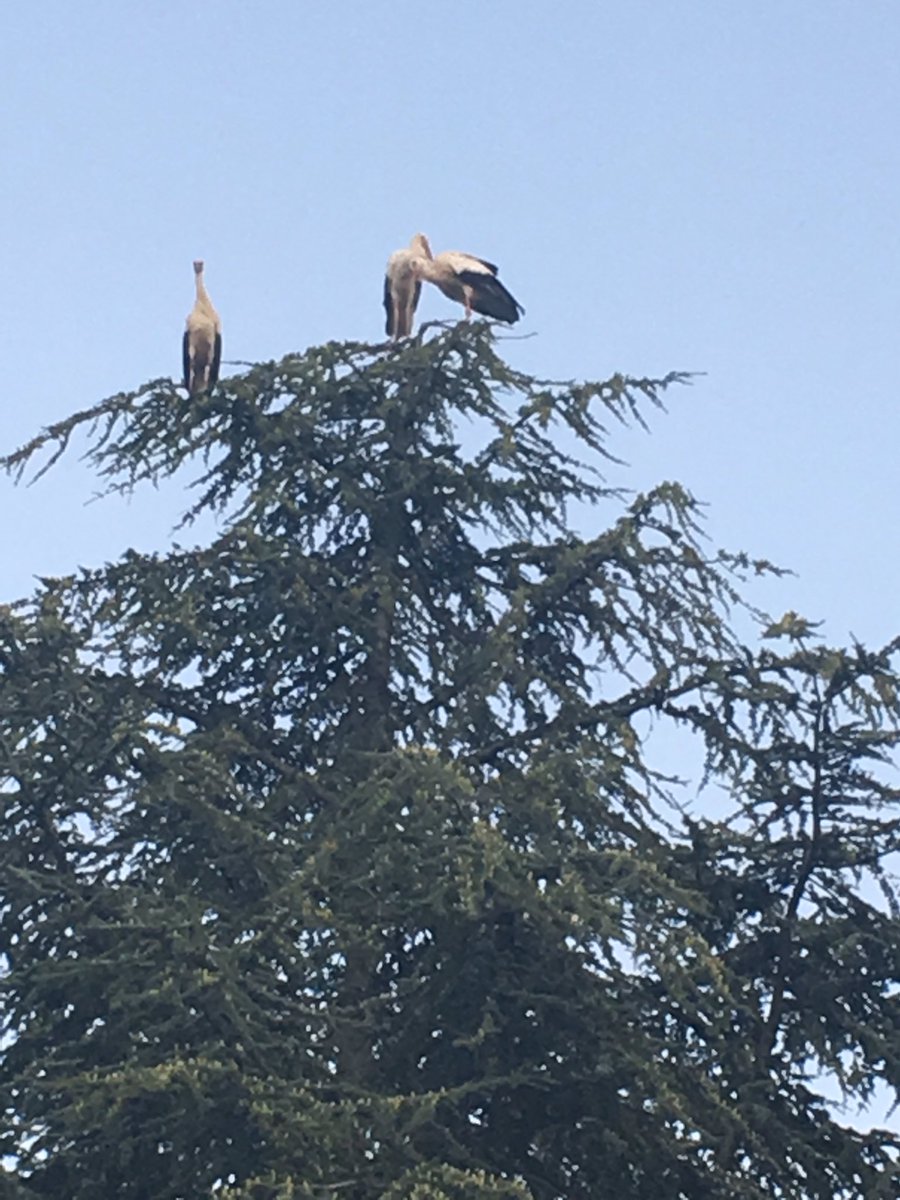MIRNtje's tweet photo. Je zit rustig in de tuin in Zwitserland en er vliegen 40 (!!) ooievaars over! Mooi!!! #Ooievaars @vogelnieuws https://t.co/I7tKtZBXKv