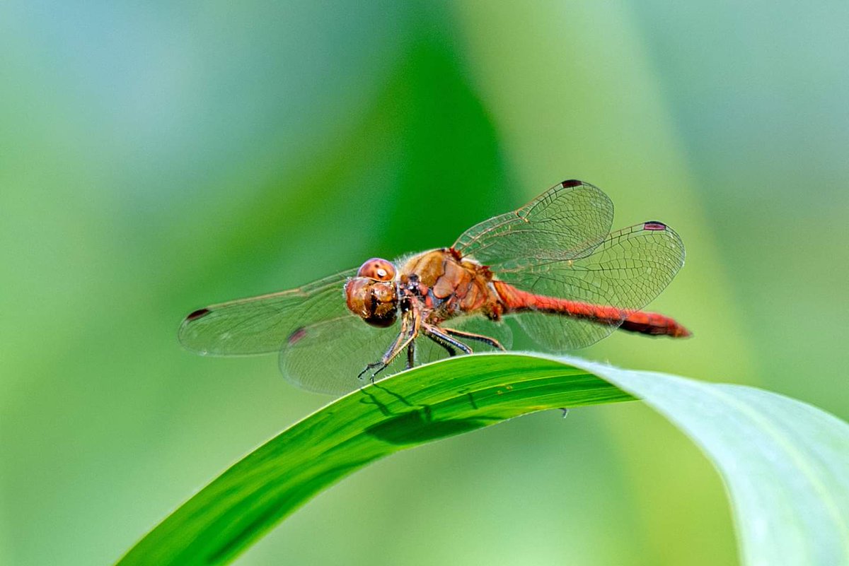 loisje1's tweet photo. Bloedrode heidelibelle.
#insects #colorfulinsects https://t.co/S1tlFVqxhV