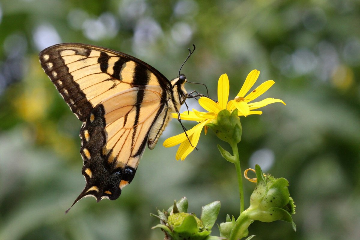 Male Eastern Tiger Swallowtail Butterfly - Rizop