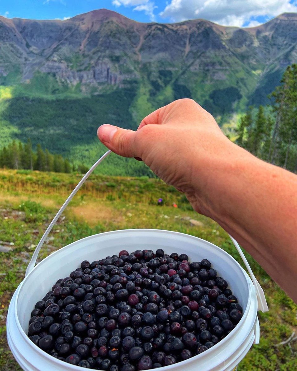 Powder Alliance (powderalliance) Twitter