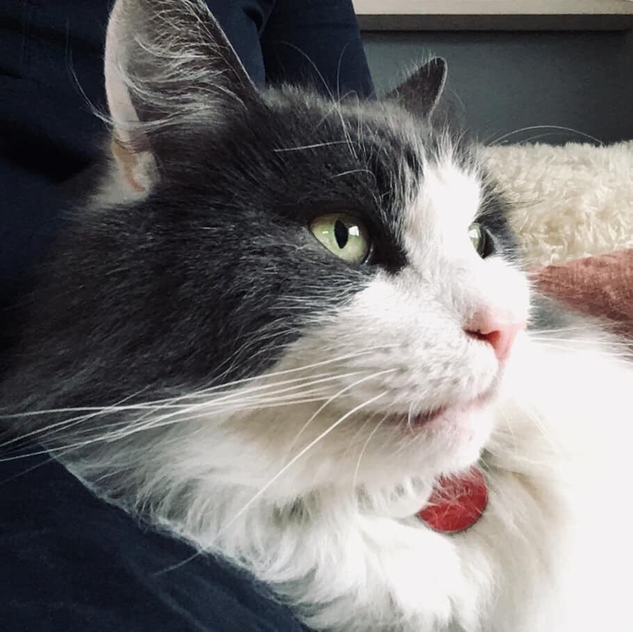 Inkie On Twitter Please Share My Friends Cat Is Missing