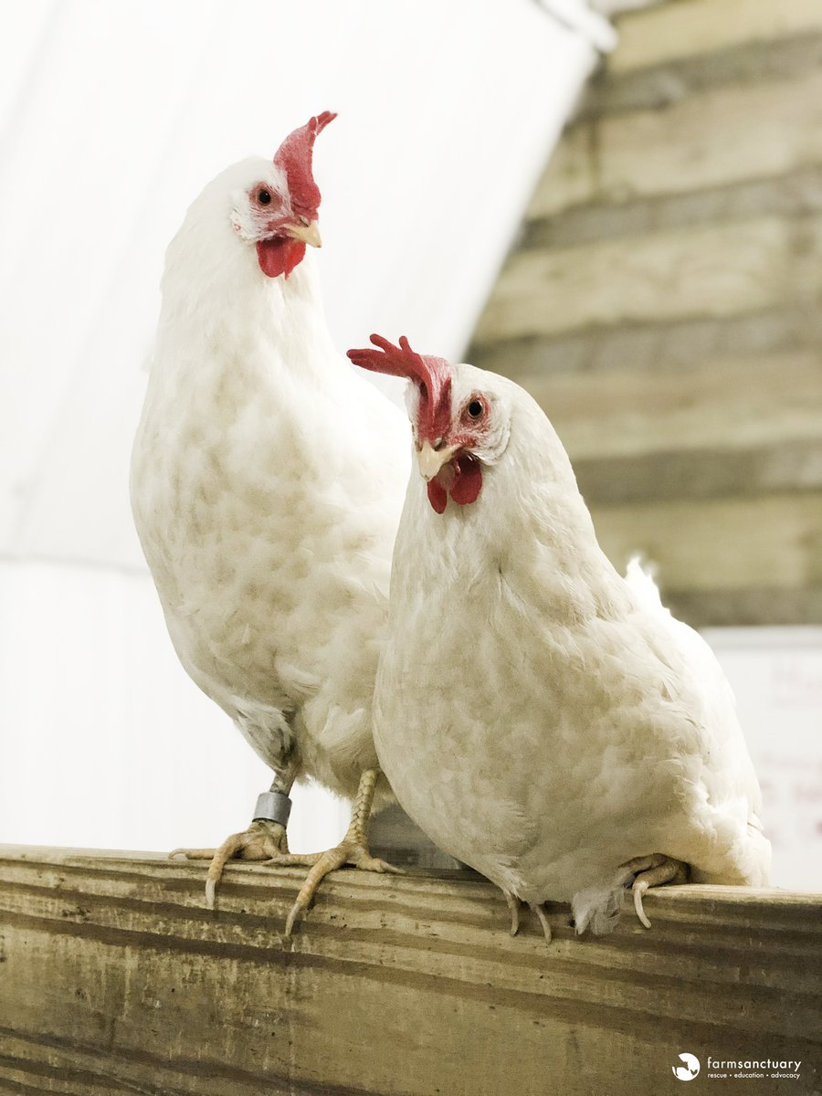 FarmSanctuary's tweet photo. A study by the Silsoe Research Institute in England showed that chickens have the ability to make a conscious choice to delay gratification. In this study, the chickens figured out that if they refuse some food now, they will get more food later. Simply put, chickens rule. 🐔🤘 https://t.co/mbhQRcgSH5