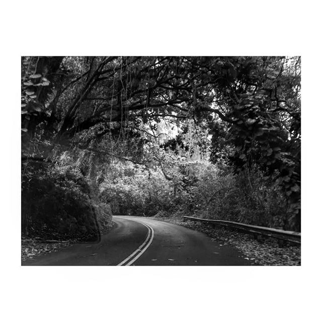 #trees #path #bw #tree #pathway #bnw #forest #bw_lover #monochrome #blackandwhitephotography #bnw_society #bw_photooftheday #bw_society #monoart #noir #insta_bw #igersbnw #leaves #instablackandwhite #treestagram #bw_crew #monochromatic #woods #bwstyles_gf #bnw_life #irox_bw …