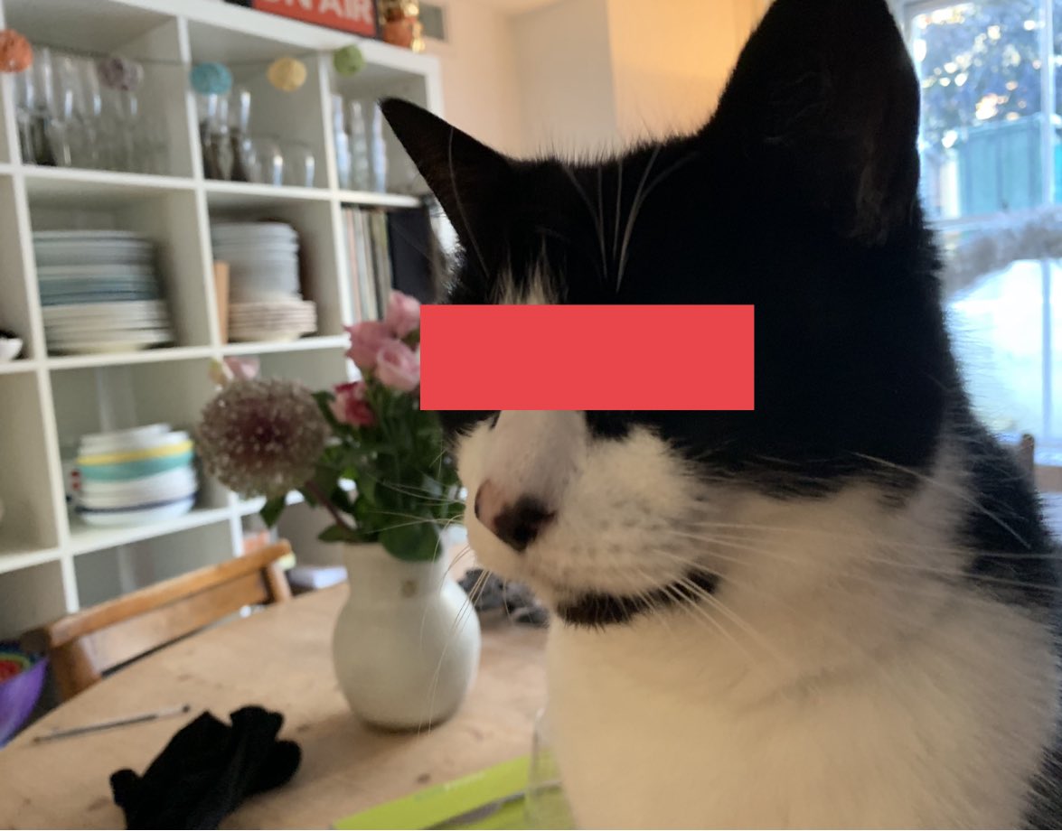 Acrually @AllieHBNews is out clubbing tonight so you’re stuck with me and #embargocat sorry #TomorrowsPapersToday