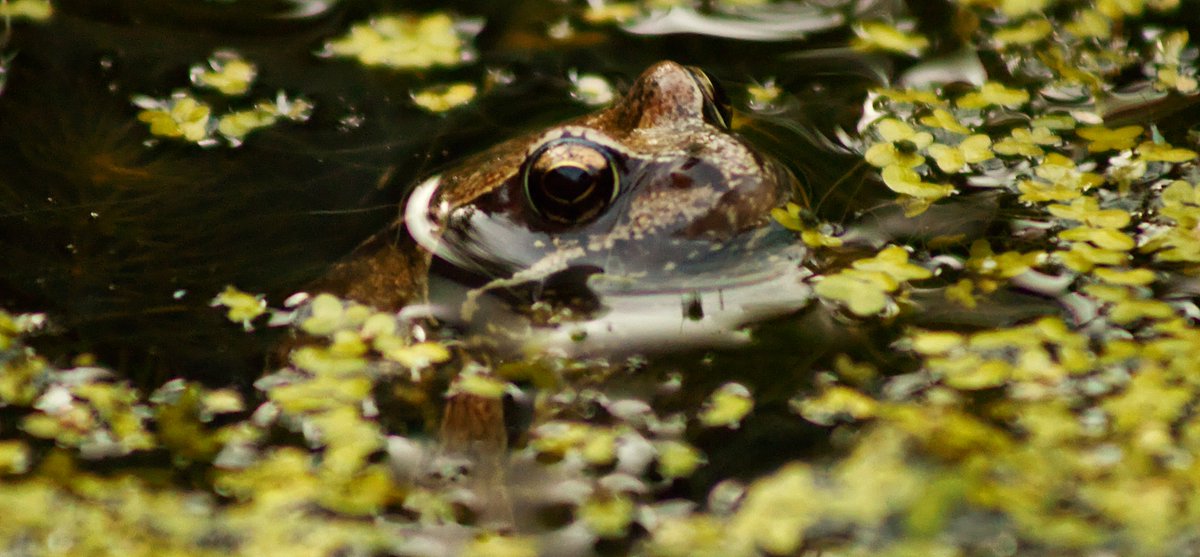 buzzandflutter's tweet photo. We Thought He'd Croaked It!
My 5 year old son found a frog with a busted leg, so we're nursing him to health in our pond and he looks very happy this evening!
#letscreateabuzz https://t.co/zPYhZnnlot