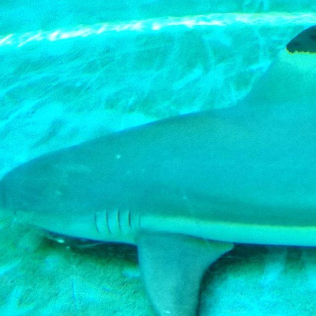 thedavidbeach's tweet image. today&apos;s office  #notapuppet ift.tt/2NCgjmW