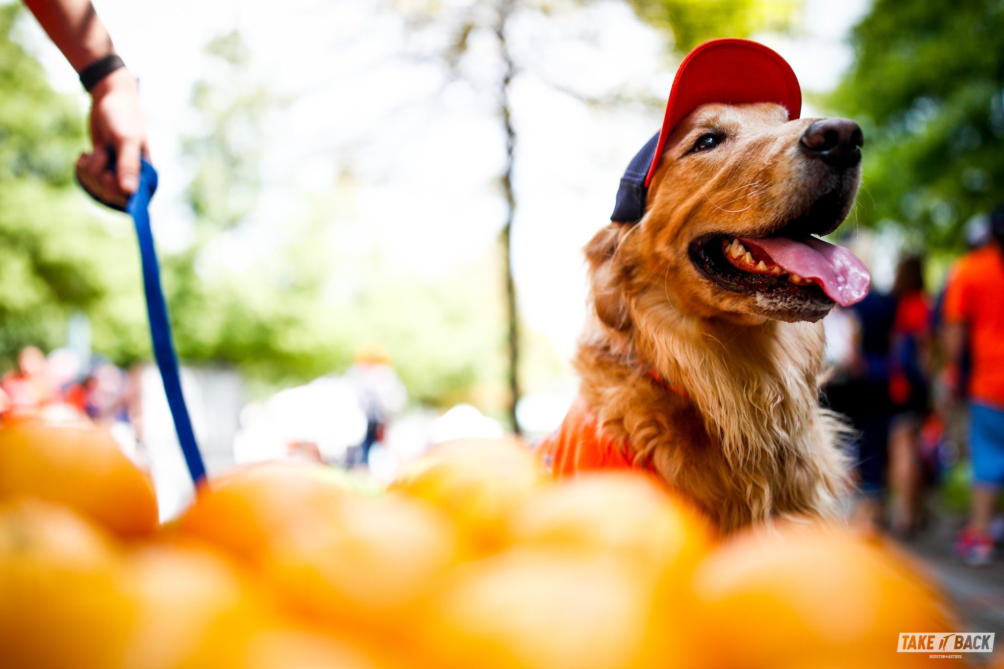 Houston Astros on X: The Dog Day content you've always dreamed of