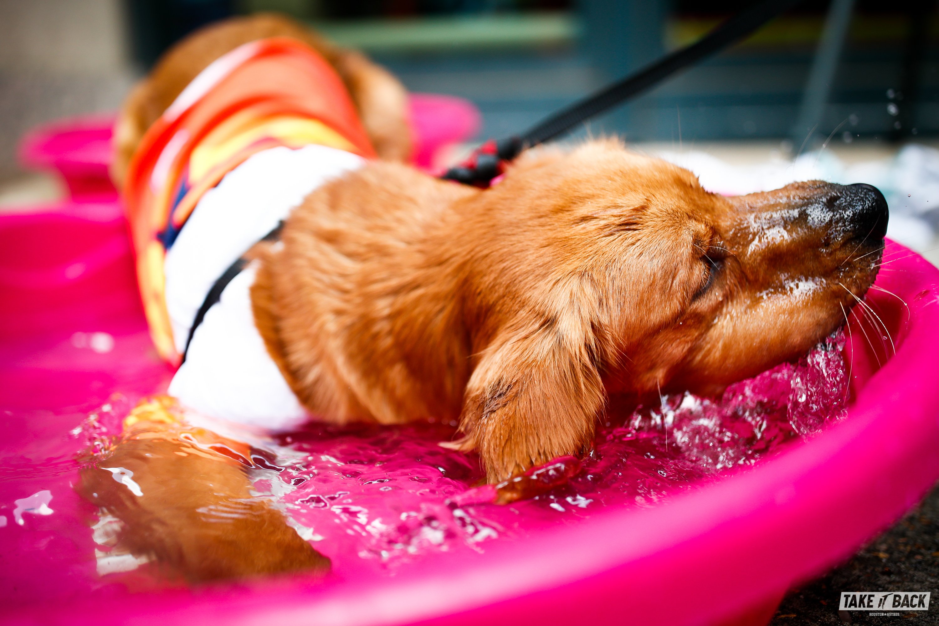 Dog Day Houston Astros